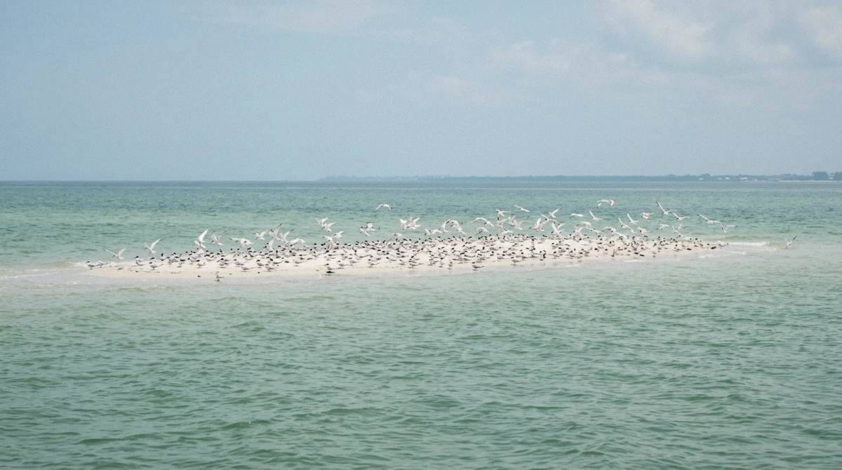 Terns and shorebirds crowded on the low sandbar of Passage Key seen from the water on an Anna Maria Island dolphin tour